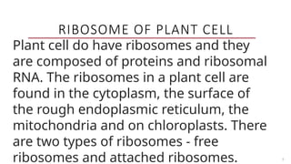 5
RIBOSOME OF PLANT CELL
Plant cell do have ribosomes and they
are composed of proteins and ribosomal
RNA. The ribosomes in a plant cell are
found in the cytoplasm, the surface of
the rough endoplasmic reticulum, the
mitochondria and on chloroplasts. There
are two types of ribosomes - free
ribosomes and attached ribosomes.
 