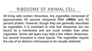 7
RIBOSOME OF ANIMAL CELL
All living cells contain ribosomes, tiny organelles composed of
approximately 60 percent ribosomal RNA (rRNA) and 40
percent protein. However, though they are generally described
as organelles, it is important to note that ribosomes are not
bound by a membrane and are much smaller than other
organelles. Some cell types may hold a few million ribosomes,
but several thousand is more typical. The organelles require
the use of an electron microscope to be visually detected.
 