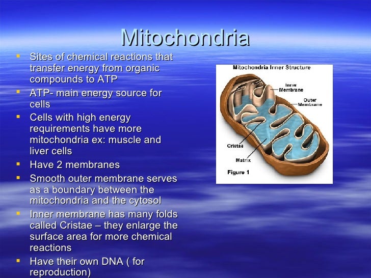 Cell Structure And Function