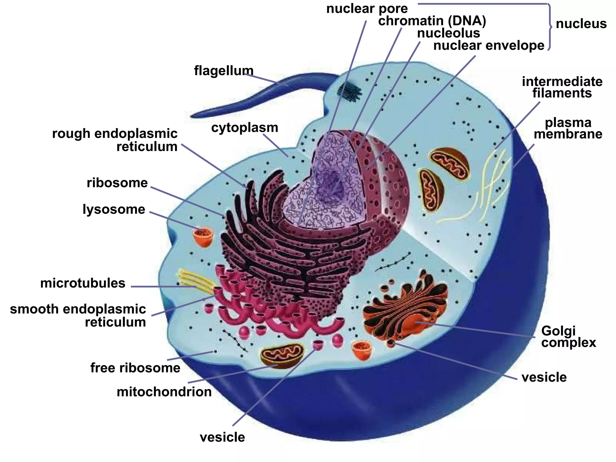 flagellum cytoplasm rough endoplasmic reticulum ribosome microtubules lysosome mitochondrion Golgi  complex  plasma membrane intermediate filaments vesicle smooth endoplasmic reticulum free ribosome vesicle nuclear pore chromatin (DNA) nucleolus nuclear envelope  nucleus 