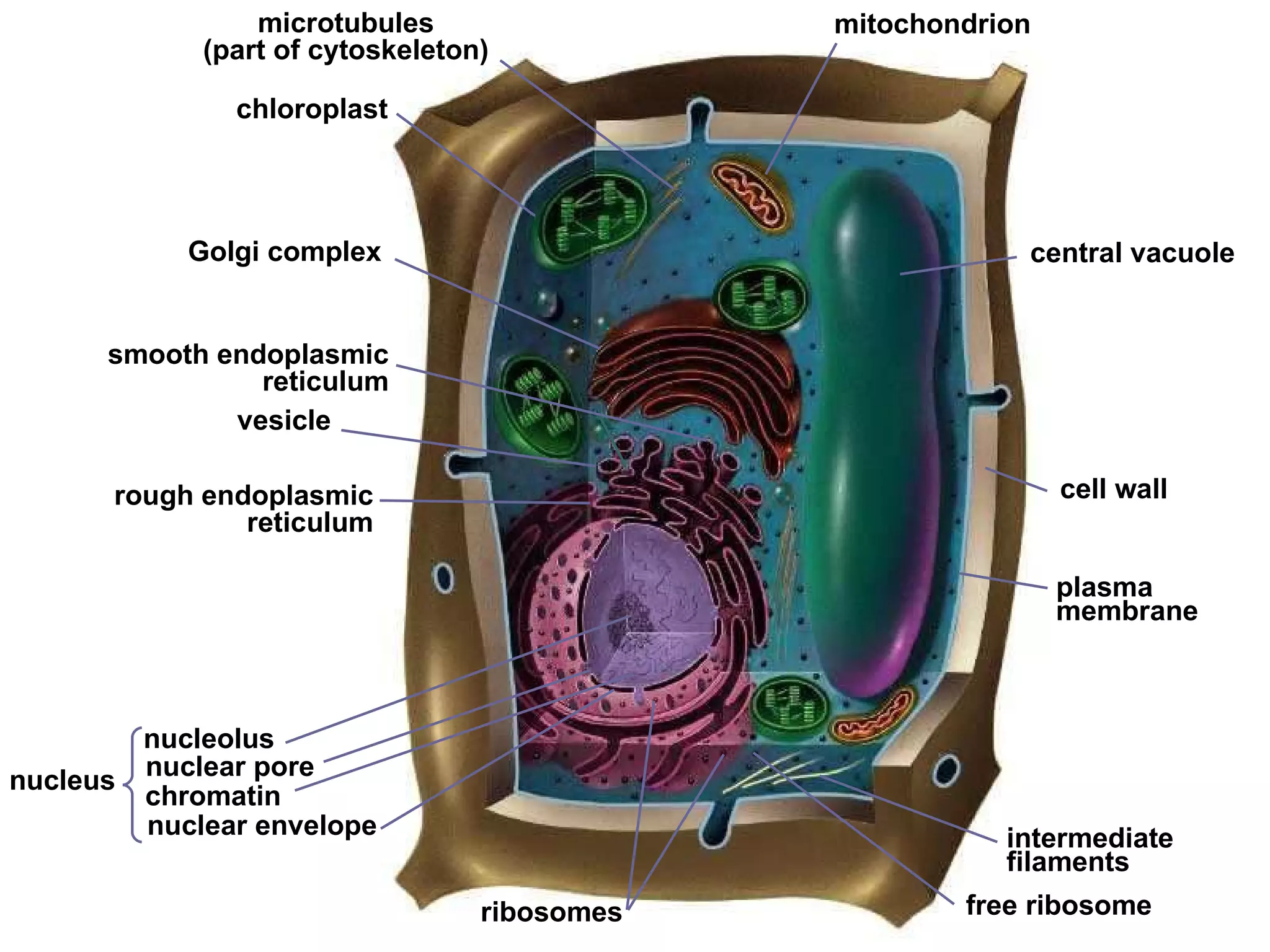 chloroplast central vacuole rough endoplasmic reticulum ribosomes microtubules (part of cytoskeleton) cell wall mitochondrion Golgi complex  plasma membrane intermediate filaments smooth endoplasmic reticulum free ribosome vesicle nuclear pore chromatin nucleolus nuclear envelope  nucleus 
