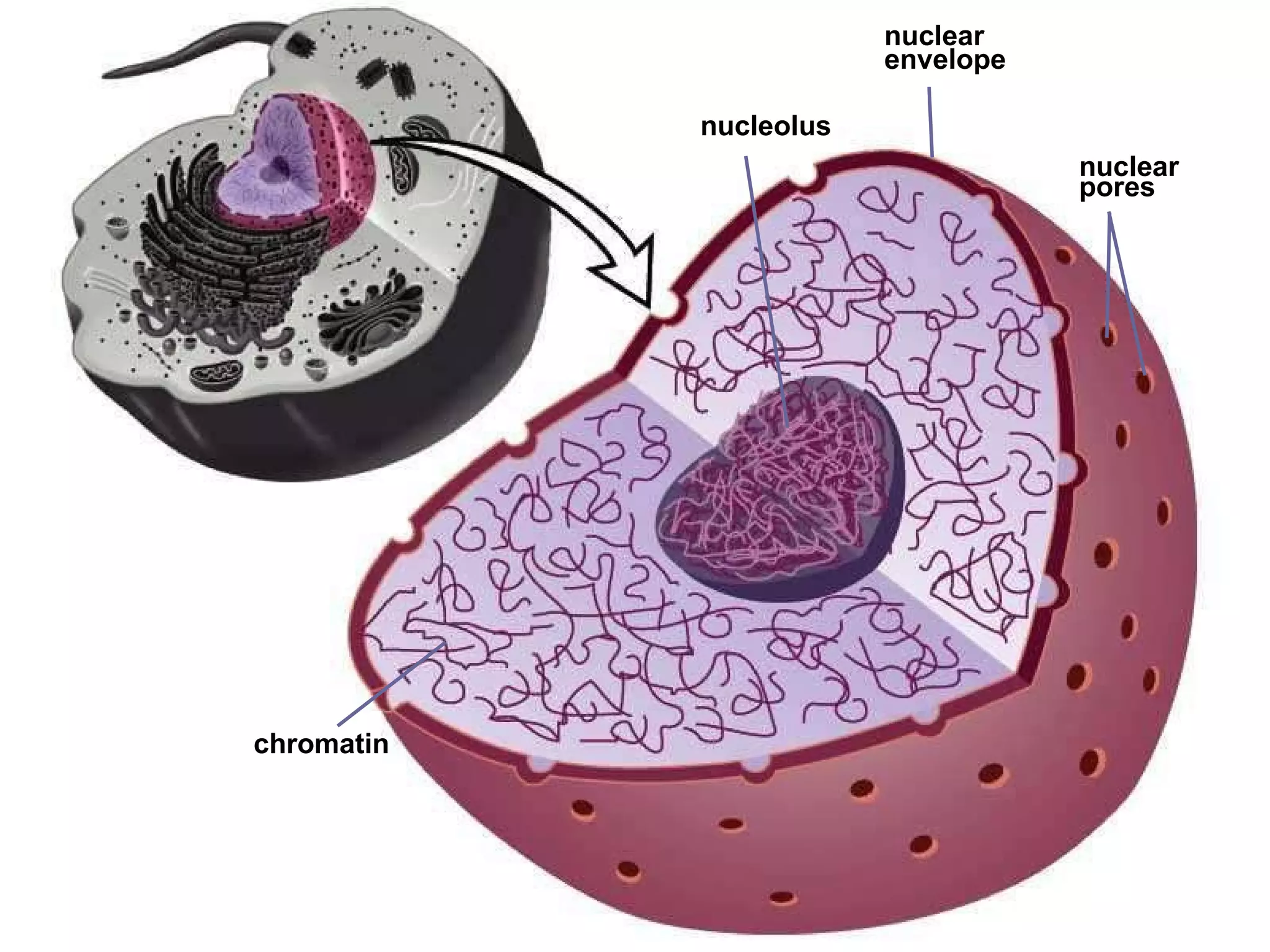 nuclear  pores chromatin nucleolus nuclear  envelope  