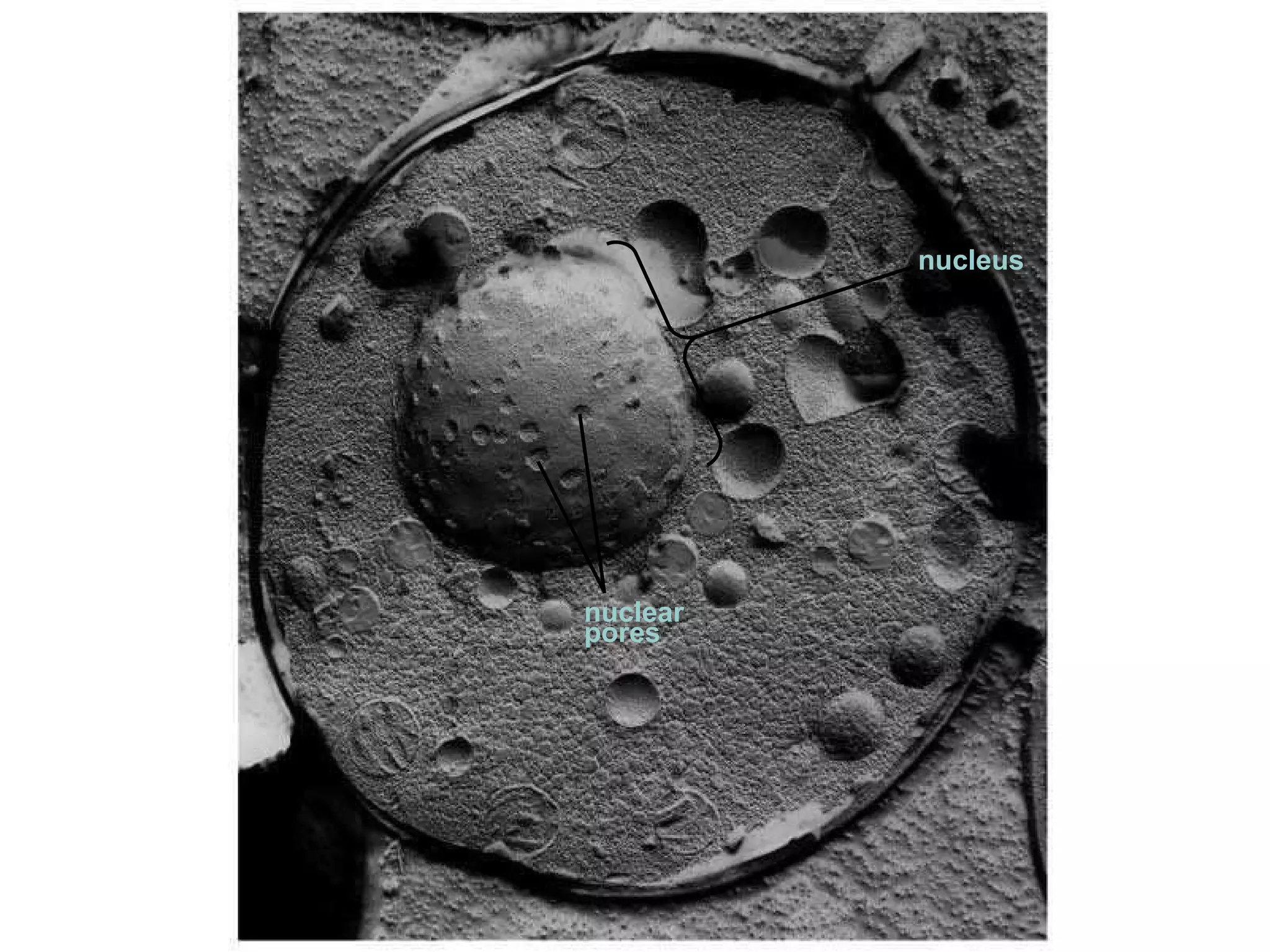 nuclear  pores nucleus 
