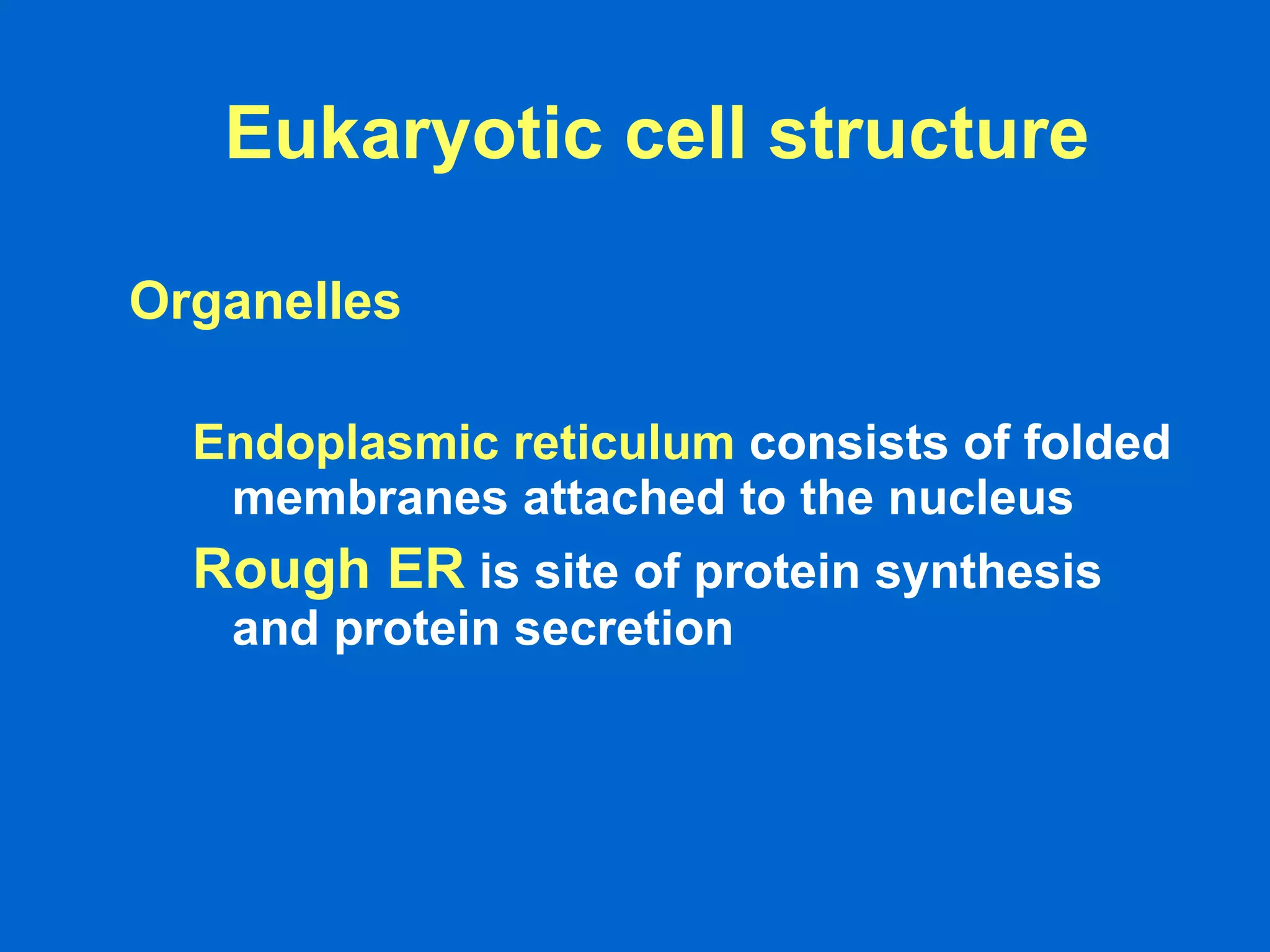 Eukaryotic cell structure Organelles  Endoplasmic reticulum   consists of folded membranes attached to the nucleus  Rough ER   is site of protein synthesis and protein secretion   
