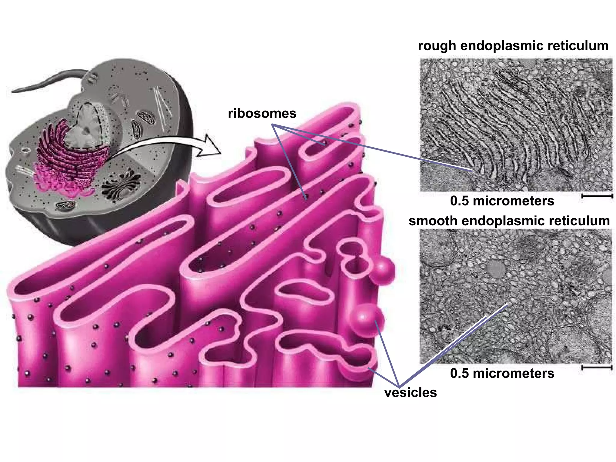 0.5 micrometers smooth endoplasmic reticulum vesicles ribosomes rough endoplasmic reticulum 0.5 micrometers 