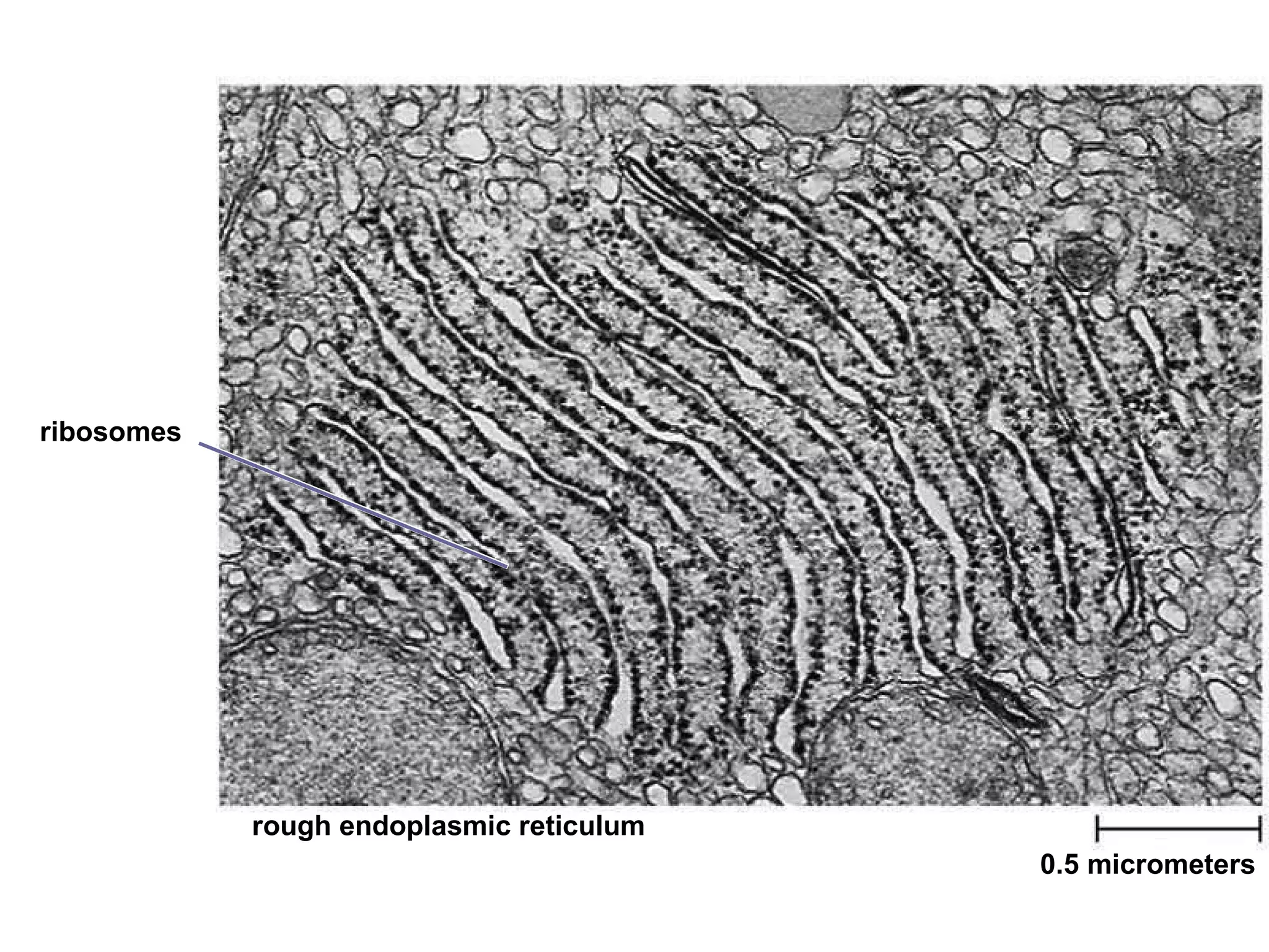 0.5 micrometers ribosomes rough endoplasmic reticulum 