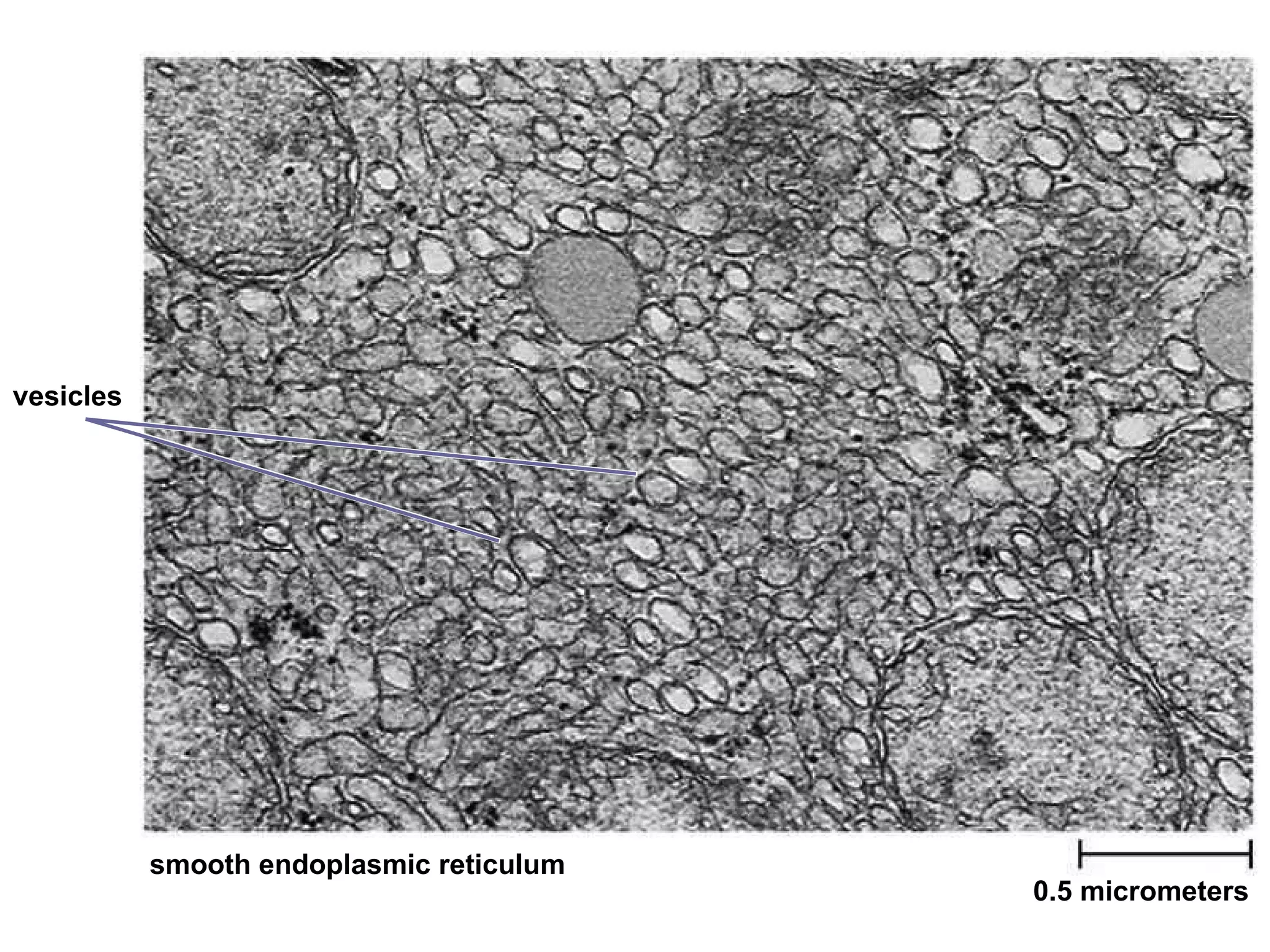 0.5 micrometers smooth endoplasmic reticulum vesicles 