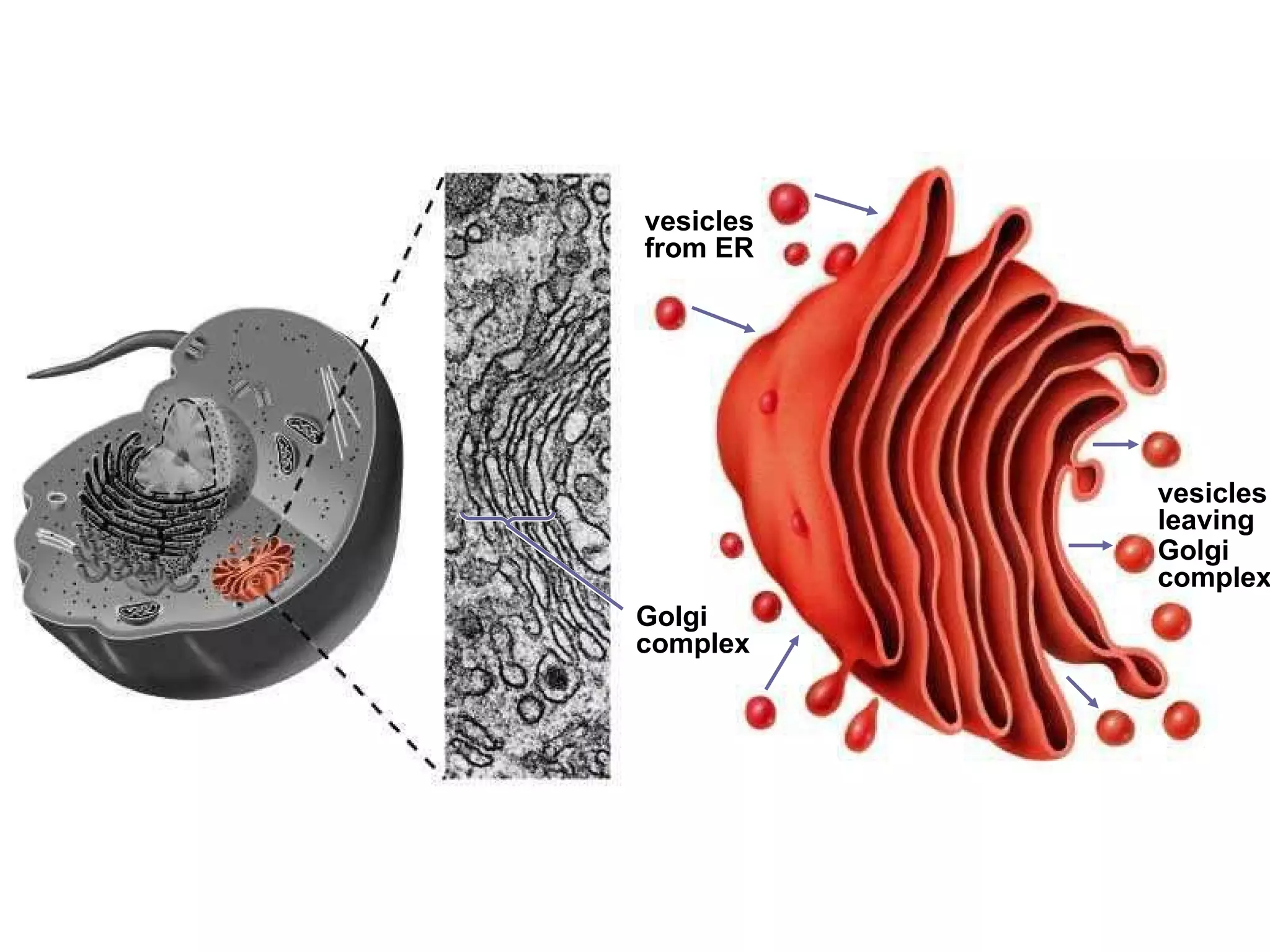 Golgi  complex  vesicles from ER vesicles leaving Golgi  complex 