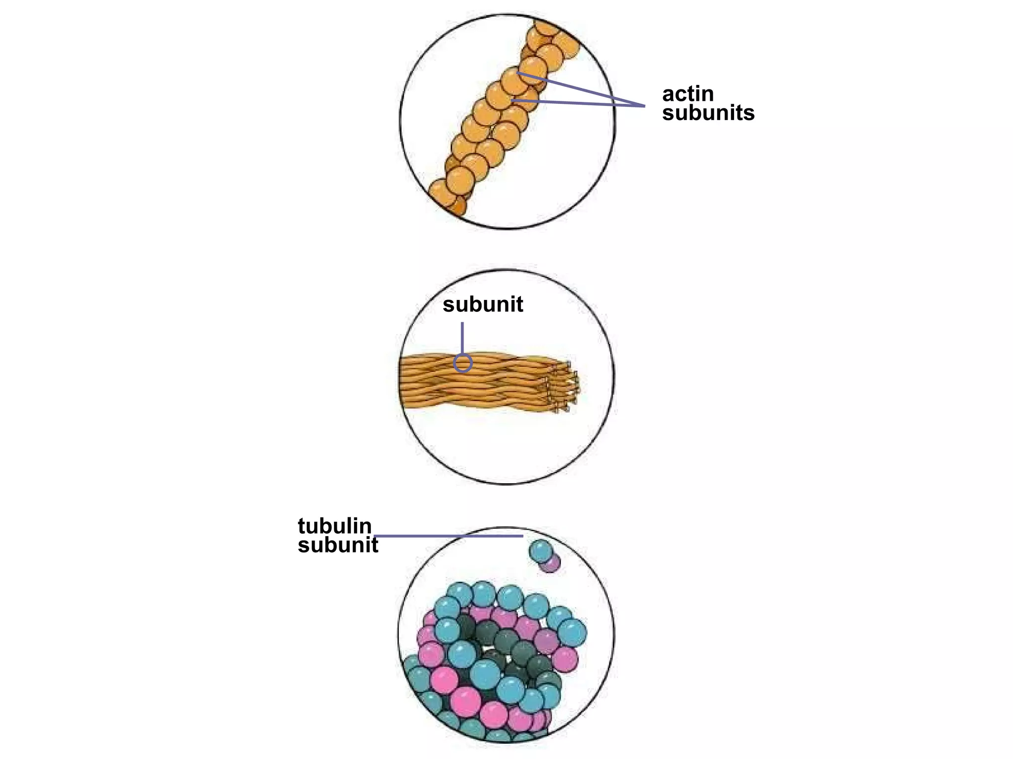 tubulin subunit actin subunits subunit 