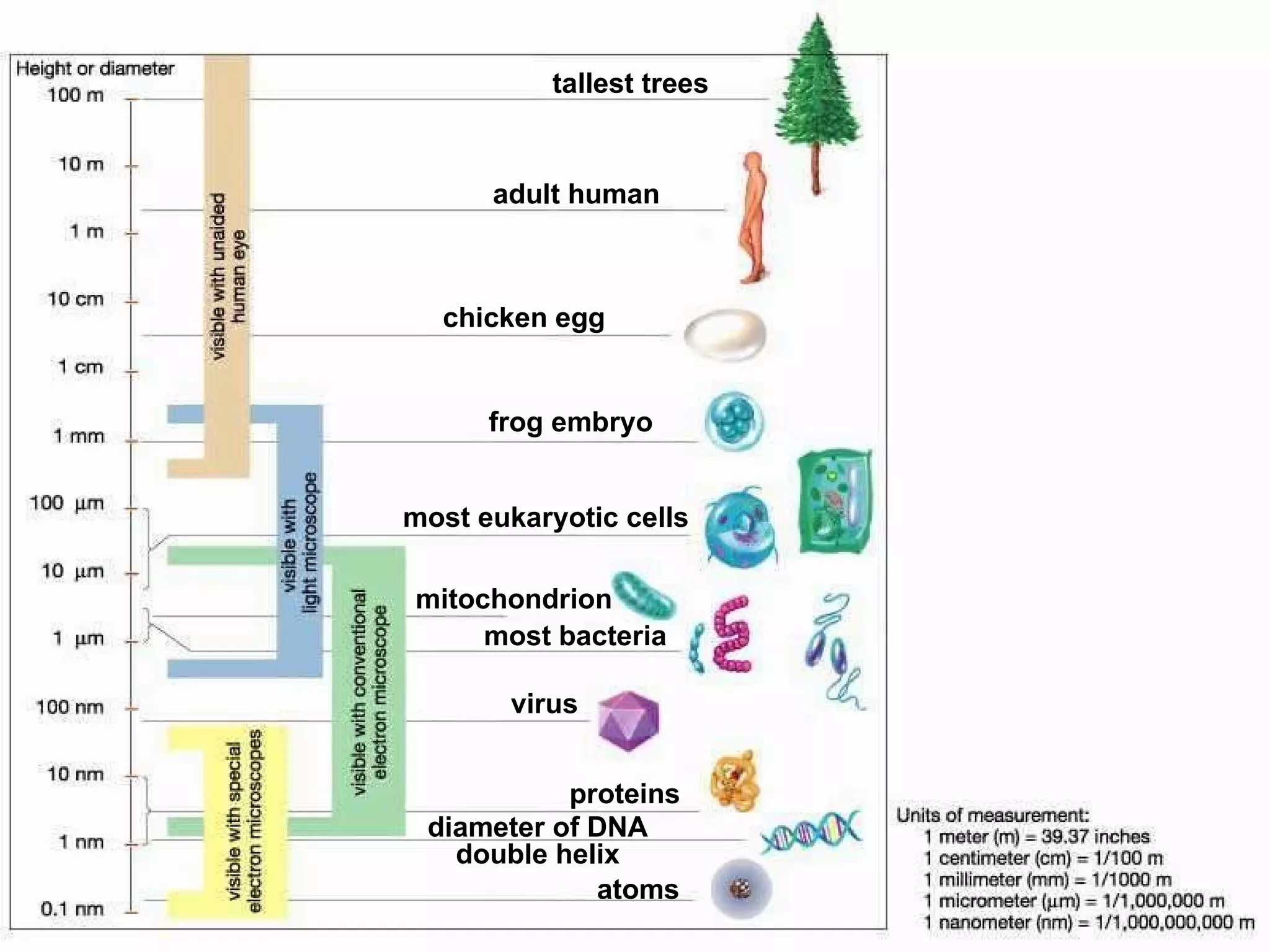 adult human tallest trees chicken egg frog embryo most eukaryotic cells mitochondrion most bacteria virus proteins atoms diameter of DNA double helix 