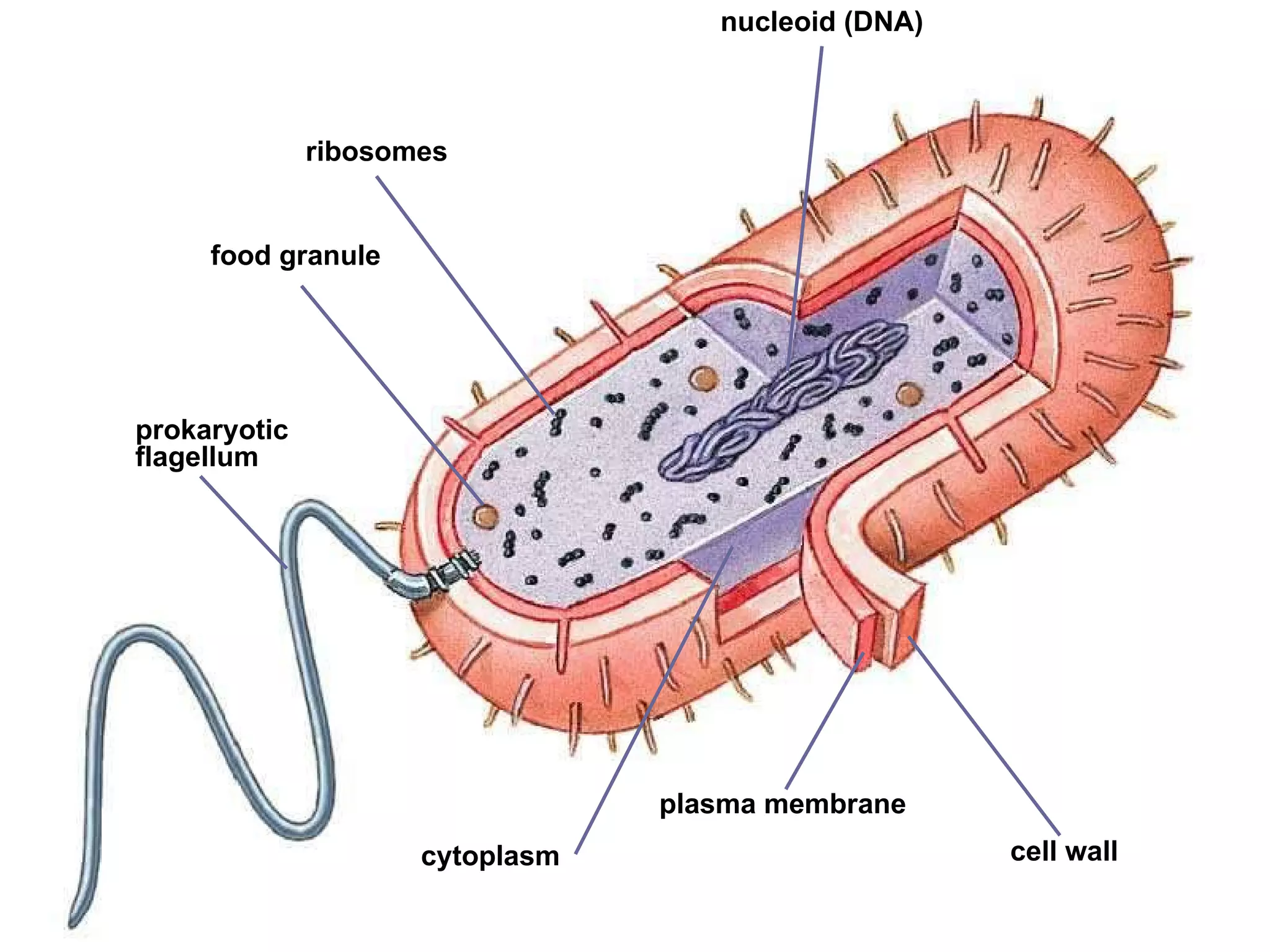 ribosomes cell wall plasma membrane food granule prokaryotic flagellum cytoplasm nucleoid (DNA) 