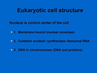 Eukaryotic cell structure   Nucleus is control center of the cell  1.  Membrane bound (nuclear envelope)  2.  Contains nucleoli; synthesizes ribosomal RNA  3.  DNA in chromosomes (DNA and proteins) 