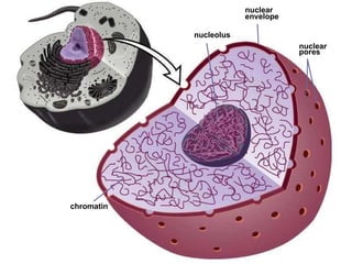 nuclear  pores chromatin nucleolus nuclear  envelope  