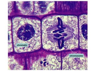 chromosome chromatin 