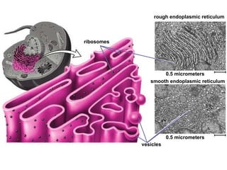 0.5 micrometers smooth endoplasmic reticulum vesicles ribosomes rough endoplasmic reticulum 0.5 micrometers 