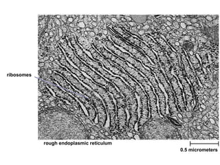 0.5 micrometers ribosomes rough endoplasmic reticulum 