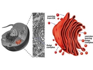 Golgi  complex  vesicles from ER vesicles leaving Golgi  complex 