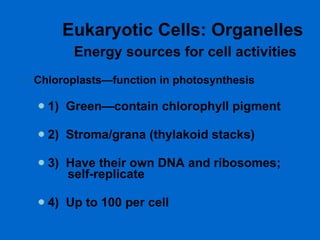 Eukaryotic Cells: Organelles   Energy sources for cell activities Chloroplasts—function in photosynthesis 1)  Green—contain chlorophyll pigment  2)  Stroma/grana (thylakoid stacks)  3)  Have their own DNA and ribosomes;    self-replicate  4)  Up to 100 per cell  