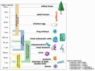 adult human tallest trees chicken egg frog embryo most eukaryotic cells mitochondrion most bacteria virus proteins atoms diameter of DNA double helix 
