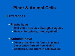 Plant & Animal Cells Differences Plants have Cell wall – provides strength & rigidity Have chloroplasts, photosynthetic Animals have Other organelle not found in plants (lysosomes formed from Golgi) Centrioles, important in cell division 