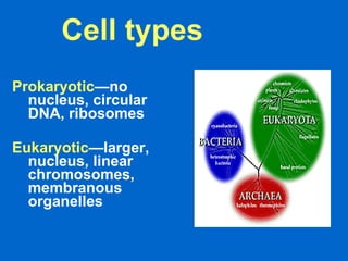 Prokaryotic —no nucleus, circular DNA, ribosomes   Eukaryotic —larger, nucleus, linear chromosomes, membranous organelles  Cell types 