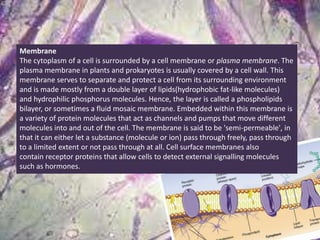 Membrane
The cytoplasm of a cell is surrounded by a cell membrane or plasma membrane. The
plasma membrane in plants and prokaryotes is usually covered by a cell wall. This
membrane serves to separate and protect a cell from its surrounding environment
and is made mostly from a double layer of lipids(hydrophobic fat-like molecules)
and hydrophilic phosphorus molecules. Hence, the layer is called a phospholipids
bilayer, or sometimes a fluid mosaic membrane. Embedded within this membrane is
a variety of protein molecules that act as channels and pumps that move different
molecules into and out of the cell. The membrane is said to be 'semi-permeable', in
that it can either let a substance (molecule or ion) pass through freely, pass through
to a limited extent or not pass through at all. Cell surface membranes also
contain receptor proteins that allow cells to detect external signalling molecules
such as hormones.
 