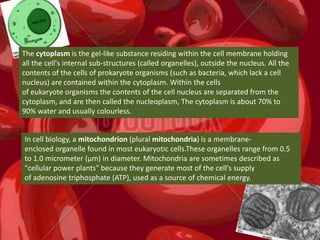 The cytoplasm is the gel-like substance residing within the cell membrane holding
all the cell's internal sub-structures (called organelles), outside the nucleus. All the
contents of the cells of prokaryote organisms (such as bacteria, which lack a cell
nucleus) are contained within the cytoplasm. Within the cells
of eukaryote organisms the contents of the cell nucleus are separated from the
cytoplasm, and are then called the nucleoplasm, The cytoplasm is about 70% to
90% water and usually colourless.
In cell biology, a mitochondrion (plural mitochondria) is a membrane-
enclosed organelle found in most eukaryotic cells.These organelles range from 0.5
to 1.0 micrometer (μm) in diameter. Mitochondria are sometimes described as
"cellular power plants" because they generate most of the cell's supply
of adenosine triphosphate (ATP), used as a source of chemical energy.
 