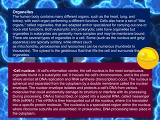 •Cell nucleus –A cell's information center, the cell nucleus is the most conspicuous
organelle found in a eukaryotic cell. It houses the cell's chromosomes, and is the place
where almost all DNA replication and RNA synthesis (transcription) occur. The nucleus is
spherical and separated from the cytoplasm by a double membrane called the nuclear
envelope. The nuclear envelope isolates and protects a cell's DNA from various
molecules that could accidentally damage its structure or interfere with its processing.
During processing, DNA is transcribed, or copied into a special RNA, called messenger
RNA (mRNA). This mRNA is then transported out of the nucleus, where it is translated
into a specific protein molecule. The nucleolus is a specialized region within the nucleus
where ribosome subunits are assembled. In prokaryotes, DNA processing takes place in
the cytoplasm.
Organelles
The human body contains many different organs, such as the heart, lung, and
kidney, with each organ performing a different function. Cells also have a set of "little
organs," called organelles, that are adapted and/or specialized for carrying out one or
more vital functions. Both eukaryotic and prokaryotic cells have organelles but
organelles in eukaryotes are generally more complex and may be membrane bound.
There are several types of organelles in a cell. Some (such as the nucleus and golgi
apparatus) are typically solitary, while others (such
as mitochondria, peroxisomes and lysosomes) can be numerous (hundreds to
thousands). The cytosol is the gelatinous fluid that fills the cell and surrounds the
organelles.
 
