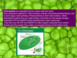 Chloroplasts are organelles found in plant cells and some
other eukaryotic organisms. Their functions include conducting photosynthesis, and
in some algae, lipid synthesis. Photosynthesis is their main function, where
chloroplasts capture the sun's light energy, and store it in the energy storage
molecules ATP and NADPH while breaking down water molecules.
They then use the ATP and NADPH to make organic molecules from carbon
dioxide and free oxygen from water, in a process known as the Calvin cycle.
 
