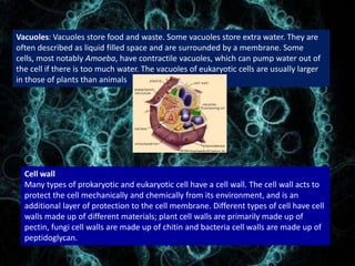 Vacuoles: Vacuoles store food and waste. Some vacuoles store extra water. They are
often described as liquid filled space and are surrounded by a membrane. Some
cells, most notably Amoeba, have contractile vacuoles, which can pump water out of
the cell if there is too much water. The vacuoles of eukaryotic cells are usually larger
in those of plants than animals.
Cell wall
Many types of prokaryotic and eukaryotic cell have a cell wall. The cell wall acts to
protect the cell mechanically and chemically from its environment, and is an
additional layer of protection to the cell membrane. Different types of cell have cell
walls made up of different materials; plant cell walls are primarily made up of
pectin, fungi cell walls are made up of chitin and bacteria cell walls are made up of
peptidoglycan.
 
