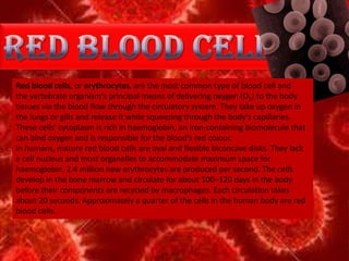 Red blood cells, or erythrocytes, are the most common type of blood cell and
the vertebrate organism's principal means of delivering oxygen (O2) to the body
tissues via the blood flow through the circulatory system. They take up oxygen in
the lungs or gills and release it while squeezing through the body's capillaries.
These cells' cytoplasm is rich in haemoglobin, an iron-containing biomolecule that
can bind oxygen and is responsible for the blood's red colour.
In humans, mature red blood cells are oval and flexible biconcave disks. They lack
a cell nucleus and most organelles to accommodate maximum space for
haemoglobin. 2.4 million new erythrocytes are produced per second. The cells
develop in the bone marrow and circulate for about 100–120 days in the body
before their components are recycled by macrophages. Each circulation takes
about 20 seconds. Approximately a quarter of the cells in the human body are red
blood cells.
 