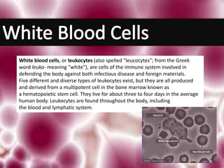 White blood cells, or leukocytes (also spelled "leucocytes"; from the Greek
word leuko- meaning "white"), are cells of the immune system involved in
defending the body against both infectious disease and foreign materials.
Five different and diverse types of leukocytes exist, but they are all produced
and derived from a multipotent cell in the bone marrow known as
a hematopoietic stem cell. They live for about three to four days in the average
human body. Leukocytes are found throughout the body, including
the blood and lymphatic system.
 