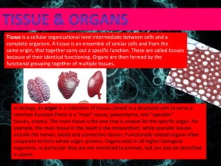Tissue is a cellular organizational level intermediate between cells and a
complete organism. A tissue is an ensemble of similar cells and from the
same origin, that together carry out a specific function. These are called tissues
because of their identical functioning. Organs are then formed by the
functional grouping together of multiple tissues.
In biology, an organ is a collection of tissues joined in a structural unit to serve a
common function.There is a "main" tissue, parenchyma, and "sporadic"
tissues, stroma. The main tissue is the one that is unique for the specific organ. For
example, the main tissue in the heart is the myocardium, while sporadic tissues
include the nerves, blood and connective tissues. Functionally related organs often
cooperate to form whole organ systems. Organs exist in all higher biological
organisms, in particular they are not restricted to animals, but can also be identified
in plants.
 