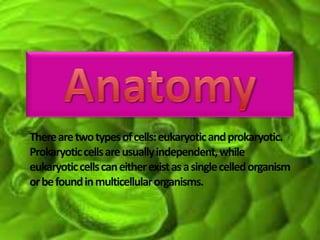 Therearetwotypesofcells:eukaryoticandprokaryotic.
Prokaryoticcellsareusuallyindependent,while
eukaryoticcellscaneitherexistasasinglecelledorganism
orbefoundinmulticellularorganisms.
 