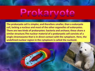 The prokaryote cell is simpler, and therefore smaller, than a eukaryote
cell, lacking a nucleus and most of the other organelles of eukaryotes.
There are two kinds of prokaryotes: bacteria and archaea; these share a
similar structure.The nuclear material of a prokaryotic cell consists of a
single chromosome that is in direct contact with the cytoplasm. Here, the
undefined nuclear region in the cytoplasm is called the nucleoid.
 