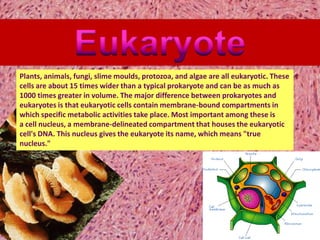 Plants, animals, fungi, slime moulds, protozoa, and algae are all eukaryotic. These
cells are about 15 times wider than a typical prokaryote and can be as much as
1000 times greater in volume. The major difference between prokaryotes and
eukaryotes is that eukaryotic cells contain membrane-bound compartments in
which specific metabolic activities take place. Most important among these is
a cell nucleus, a membrane-delineated compartment that houses the eukaryotic
cell's DNA. This nucleus gives the eukaryote its name, which means "true
nucleus."
 