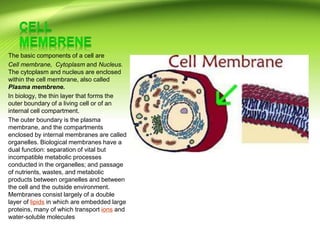 The basic components of a cell are
Cell membrane, Cytoplasm and Nucleus.
The cytoplasm and nucleus are enclosed
within the cell membrane, also called
Plasma membrene.
In biology, the thin layer that forms the
outer boundary of a living cell or of an
internal cell compartment.
The outer boundary is the plasma
membrane, and the compartments
enclosed by internal membranes are called
organelles. Biological membranes have a
dual function: separation of vital but
incompatible metabolic processes
conducted in the organelles; and passage
of nutrients, wastes, and metabolic
products between organelles and between
the cell and the outside environment.
Membranes consist largely of a double
layer of lipids in which are embedded large
proteins, many of which transport ions and
water-soluble molecules
 