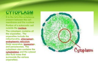 nucleus
chloroplast
endoplasmic reticulum
lysosome
cytoskeleton
 