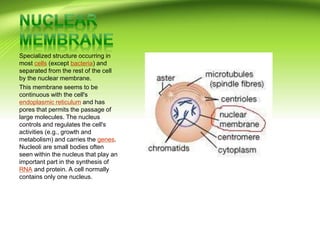 Specialized structure occurring in
most cells (except bacteria) and
separated from the rest of the cell
by the nuclear membrane.
This membrane seems to be
continuous with the cell's
endoplasmic reticulum and has
pores that permits the passage of
large molecules. The nucleus
controls and regulates the cell's
activities (e.g., growth and
metabolism) and carries the genes.
Nucleoli are small bodies often
seen within the nucleus that play an
important part in the synthesis of
RNA and protein. A cell normally
contains only one nucleus.
 