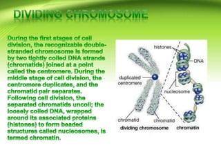 Cell structure and function