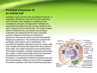 Principal structures of
an animal cell
Cytoplasm surrounds the cell's specialized structures, or
organelles. Ribosomes, the sites of protein synthesis,
are found free in the cytoplasm or attached to the
endoplasmic reticulum, through which materials are
transported throughout the cell. Energy needed by the
cell is released by the mitochondria. The Golgi complex,
stacks of flattened sacs, processes and packages
materials to be released from the cell in secretory
vesicles. Digestive enzymes are contained in
lysosomes. Paroxysms contain enzymes that detoxify
dangerous substances. The centrosome contains the
centrioles, which play a role in cell division. The
microvilli are fingerlike extensions found on certain cells.
Cilia, hairlike structures that extend from the surface of
many cells, can create movement of surrounding fluid.
The nuclear envelope, a double membrane surrounding
the nucleus, contains pores that control the movement
of substances into and out of the nucleoplasm.
Chromatin, a combination of DNA and proteins that coil
into chromosomes, makes up much of the nucleoplasm.
The dense nucleolus is the site of ribosome production.
 
