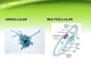 UNICELLULAR MULTICELLULAR
 