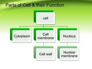 Parts of Cell & their Function
cell
Cytoplasm
Cell
membrane
Cell wall
Nucleus
Nuclear
membrane
 