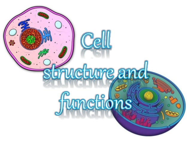 In biology, cell theory is a scientific theory that 
describes the properties of cells, the basic unit of 
structure in ev...