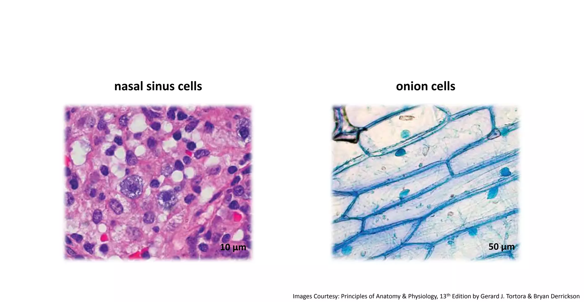Onion Cell Structure And Function