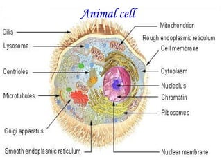 Animal cell
 