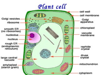 Plant cell
 