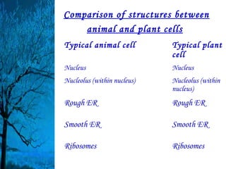 Comparison of structures between
    animal and plant cells
Typical animal cell          Typical plant
                             cell
Nucleus                      Nucleus
Nucleolus (within nucleus)   Nucleolus (within
                             nucleus)
Rough ER                     Rough ER

Smooth ER                    Smooth ER

Ribosomes                    Ribosomes
 