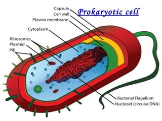 Prokaryotic cell
 