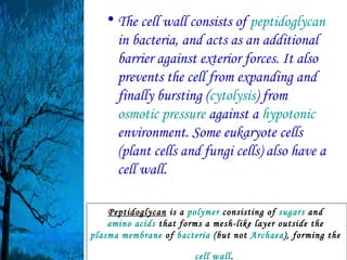 • The cell wall consists of peptidoglycan
     in bacteria, and acts as an additional
     barrier against exterior forces. It also
     prevents the cell from expanding and
     finally bursting (cytolysis) from
     osmotic pressure against a hypotonic
     environment. Some eukaryote cells
     (plant cells and fungi cells) also have a
     cell wall.

    Peptidoglycan is a polymer consisting of sugars and
    amino acids that forms a mesh-like layer outside the
plasma membrane of bacteria (but not Archaea), forming the

                        cell wall.
 